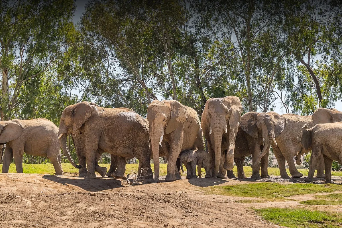 Visitors taking in the open landscapes at San Diego Zoo Safari Park