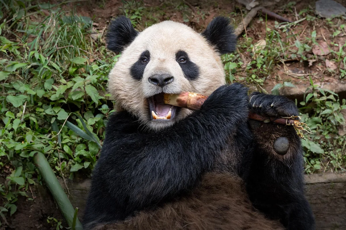 Giant pandas at Panda Ridge at the San Diego Zoo