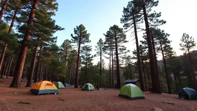 Mountain & Pine Forest