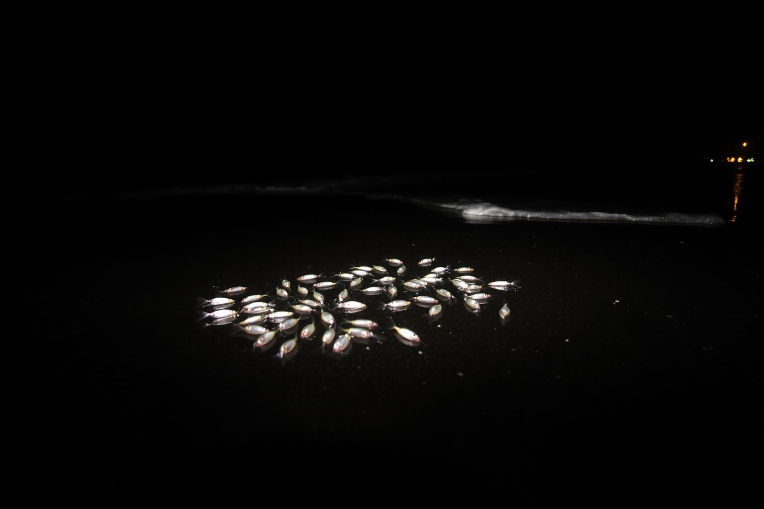 Small silver grunion spawning in wet sand at the edge of the surf on a dark beach at night