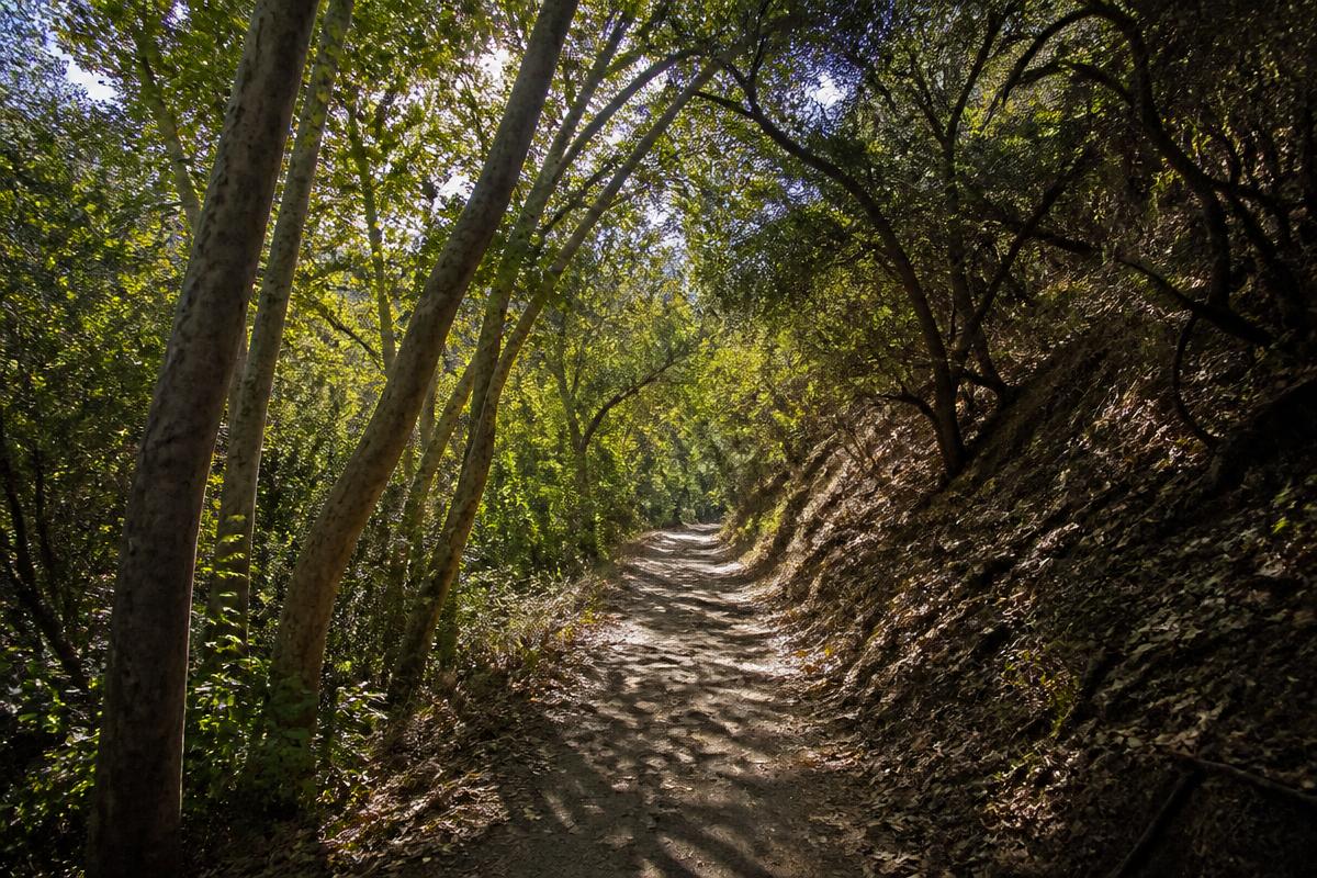 Shaded oak and sycamore canyon trail in Poway with dappled sunlight on a dirt path
