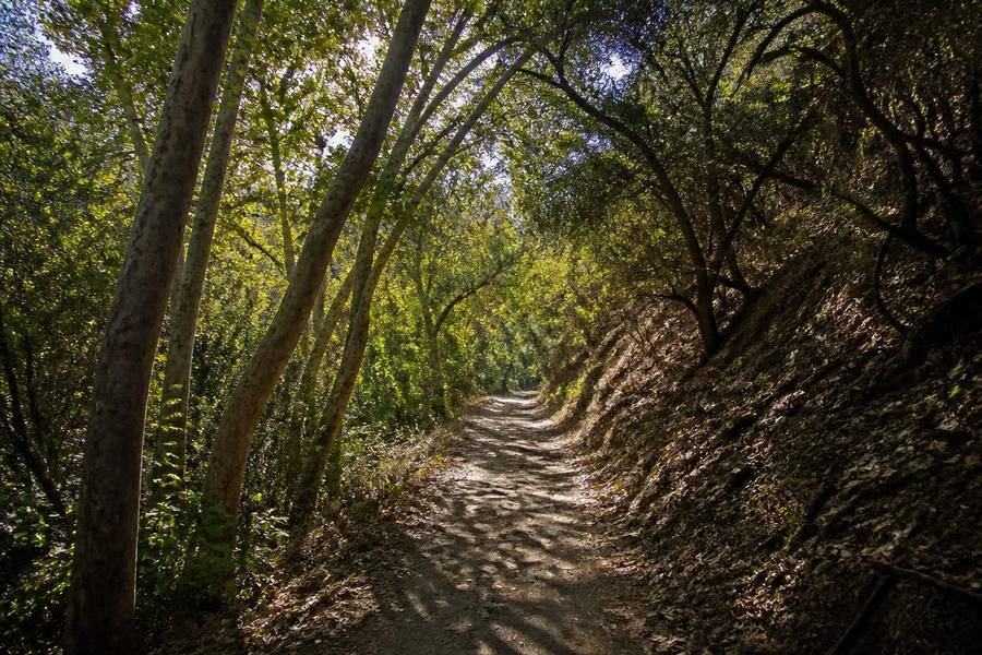 Shaded oak and sycamore canyon trail in Poway with dappled sunlight on a dirt path