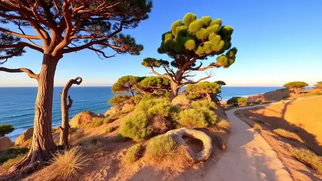 Coastal hiking trail at Torrey Pines State Reserve in San Diego with rare pine trees and ocean views