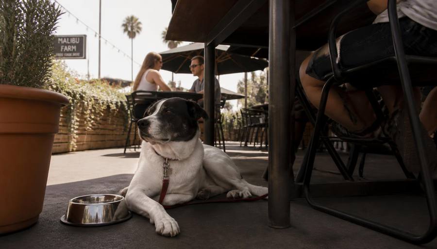 A dog resting under a shaded outdoor restaurant patio table in San Diego with a water bowl beside it
