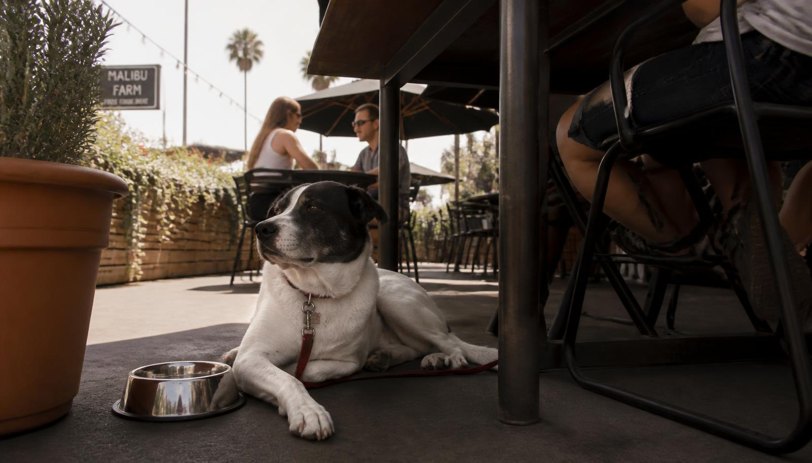 A dog resting under a shaded outdoor restaurant patio table in San Diego with a water bowl beside it